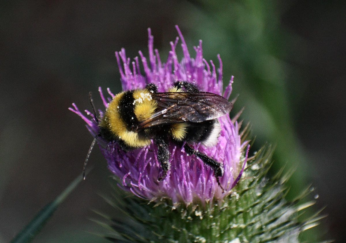 Bombus ruderatus ?